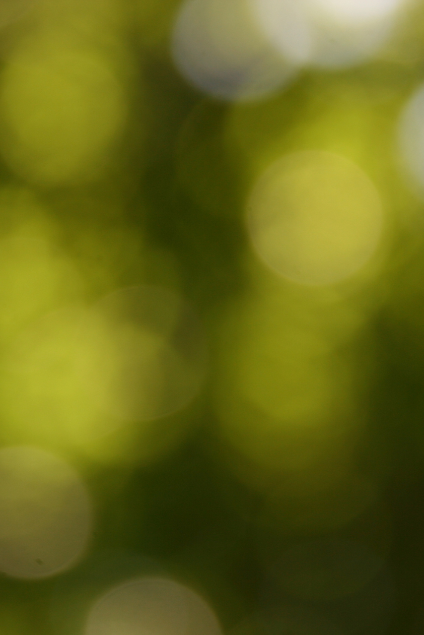 Dr. Margarete Meßner